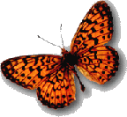 butterfly by mohan.gif
